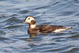 Long-tailed Duckborder=